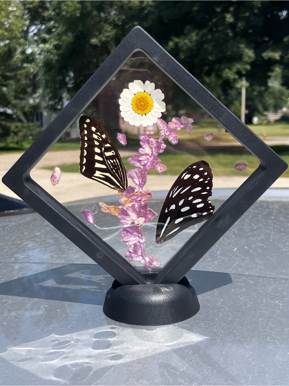 Real Floating Butterfly & Pressed Flower Display